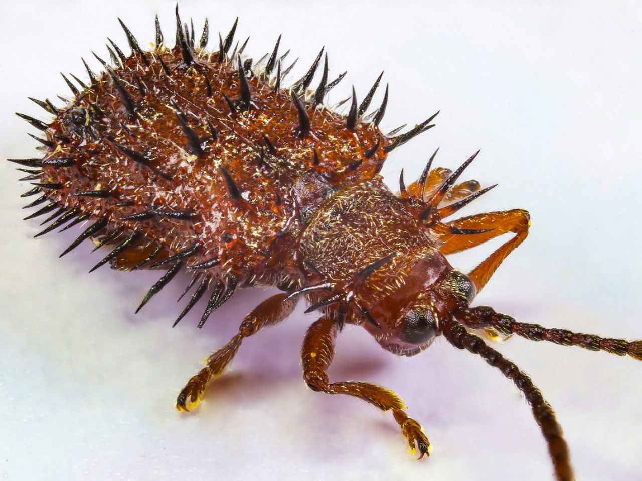 Chrysomelidae - Dicladispa testacea